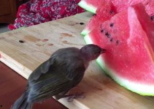 小鸟吃瓜种子,小鸟巧食瓜种，演绎自然循环传奇