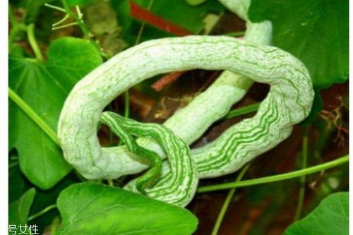 蛇瓜怎么吃最好,解锁健康美味新选择