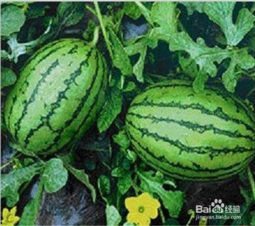 吃瓜的水果,品味夏日清凉