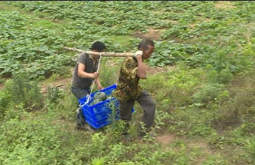 龙潘小区吃瓜,邻里琐事引发全民热议