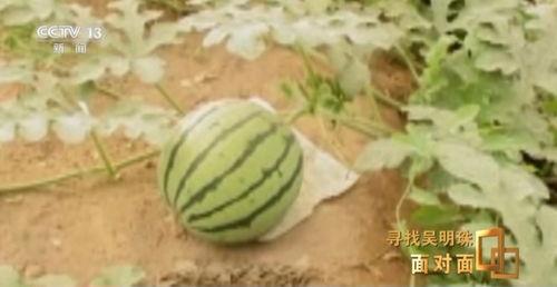 中国版的吃瓜,网络舆论场中的围观力量