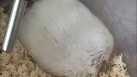 肾炎可以吃鼠瓜吗,鼠瓜的营养与功效解析